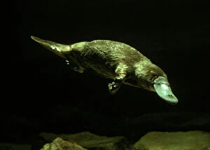 Related Images Pillow Collection: Platypus Underwater, Eastern Australia, eastern Australia JPF02584