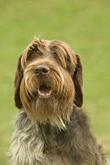 Related Images Collection: Pointer Dog - Wire-haried Pointing Griffon / Korthals Griffon