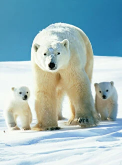 Mothers Day Collection: Polar Bear - Parent with cubs