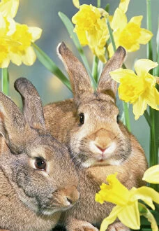 Easter Collection: Rabbits - in Daffodils