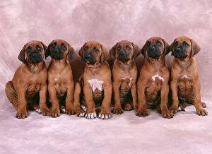 Images Dated 3rd December 2007: Rhodesian Ridgeback Dog - puppies in a row