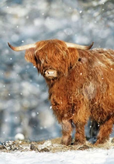 Cows Collection: Scottish Highland Bull - in snow, Lower Saxony, Germany Digital Manipulation: added falling snow