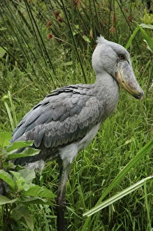 East Africa Collection: Shoebill - Papyrus Swamplands E & C Africa