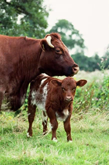 Related Images Canvas Print Collection: Shorthorn Cattle - cow & calf