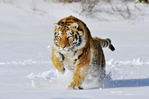 Seasons Collection: Siberian Tiger / Amur Tiger - in winter snow. C3A2288