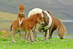 Related Images Cushion Collection: Skewbald Shetland Pony funny foals on pasture Central Mainland, Shetland Isles, Scotland, UK