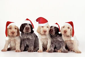 Related Images Jigsaw Puzzle Collection: Spinone Dog - pupies wearing christmas hats