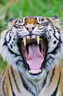Forest artwork Jigsaw Puzzle Collection: Sumatran Tiger - with mouth wide open _C3A1592