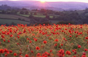 Land Collection: Sun on Dartmoor Devon horizon illuminates rolling landscape of fields