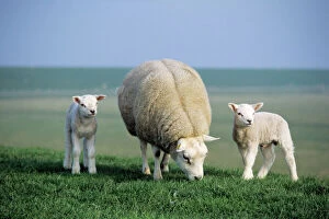 Related Images Fine Art Print Collection: Texel Sheep - ewe with twin lambs, Island of Texel, Holland