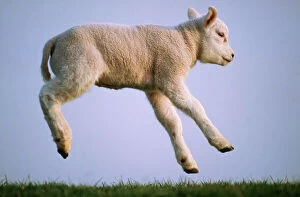 Sheep Metal Print Collection: Texel Sheep USH 513 Lamb jumping, used for milk © Duncan Usher / ardea. com