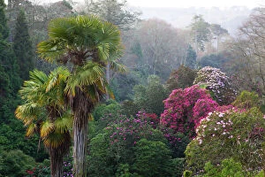 West Country Collection: Trebah Garden - Spring - Cornwall, UK