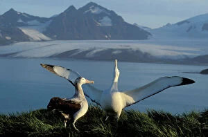 Sea Bird Collection: Wandering Albatross - Courtship display - Albatross Island - South Georgia - Antarctica JPF30636