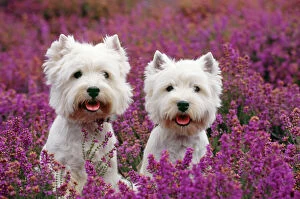Happy Collection: West Highland Terrier Dog - pair, sitting in heather