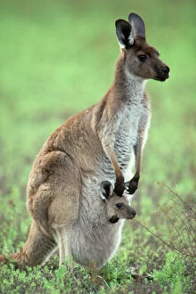 Carrying Collection: Western Grey Kangaroo - mother & joey in pouch - Australia