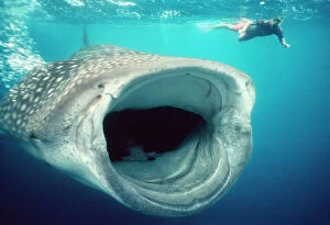 W Photo Mug Collection: Whale Shark - mouth open feeding, & diver. Australia. Worldwide