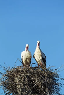 Waterbird Collection: White Stork pair on their nest Do& xf1;ana National... White Stork pair on their nest Do& xf1;ana