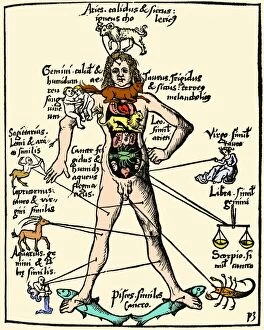 Authors Fine Art Print Collection: 16th-century medical astrology