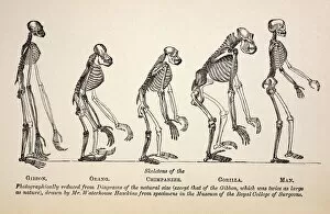 Human Collection: 1863 Huxley from Ape to Man evolution