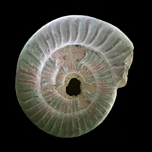 Specialist Imaging Collection: Ammonite fossil, SEM