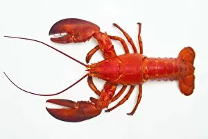 Pop art Tote Bag Collection: Atlantic lobster