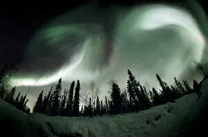 Forest artwork Metal Print Collection: Aurora borealis