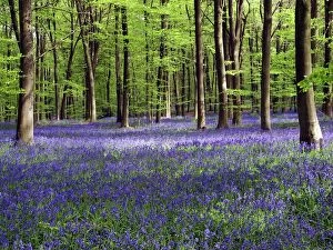 Flowers Metal Print Collection: Bluebells in woodland