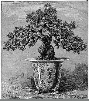 Related Images Photographic Print Collection: Bonsai dwarf pine, 1889 C013 / 8769