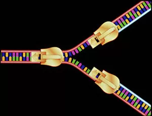 Replication Collection: Computer artwork of DNA replication