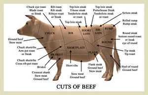 Division Collection: Cuts of beef