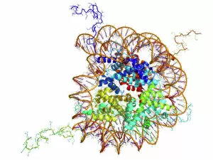 Protein Collection: DNA nucleosome, molecular model