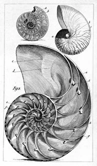 Vertical Collection: Engraving of a nautilus and an ammonite