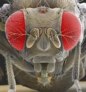 Specialist Imaging Photographic Print Collection: Fruit fly, SEM Z340 / 0700