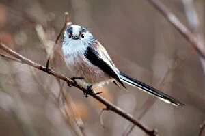 European Perch Collection: Long-tailed tit