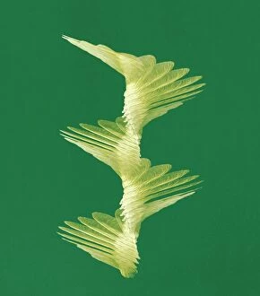 Green Background Collection: Maple seed flight path