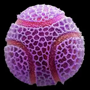 Specialist Imaging Photographic Print Collection: Passion flower pollen, SEM