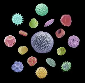 Flowers Greetings Card Collection: Pollen grains, SEM