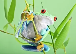 Related Images Collection: Red-eyed tree frog