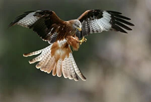 Ornithological Collection: Red kite