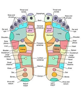 Maps and Charts Fine Art Print Collection: Reflexology foot map, artwork