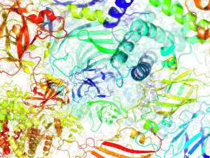 Molecules Collection: Secondary structure of proteins, artwork