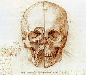 Frontal Collection: Skull anatomy by Leonardo da Vinci