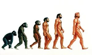Human Collection: Stages in human evolution