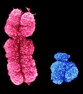 Specialist Imaging Collection: X and Y chromosomes