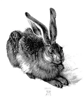 Animal illustrations Collection: Young hare, by Durer