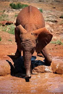 Related Images Canvas Print Collection: A baby elephant at the David Sheldrick Wildlife Trust elephant orphanage