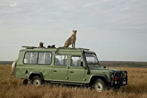 Related Images Photographic Print Collection: Cheetah (Acinonyx jubatus) on Land Rover safari vehicle, Masai Mara National Reserve