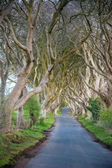 Famous Collection: The Dark Hedges in Northern Ireland, beech tree avenue, Northern Ireland, United Kingdom