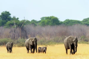 Focus On Foreground Collection: Elephant herd heading towards the waterhole, Hwange National Park, Zimbabwe, Africa