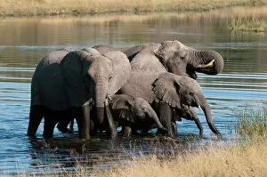 Elephants Canvas Print Collection: Elephant (Loxodonta africana), Savute Channel, Linyanti, Botswana, Africa